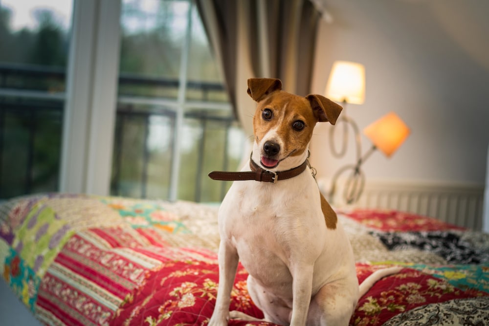 Pet-friendly