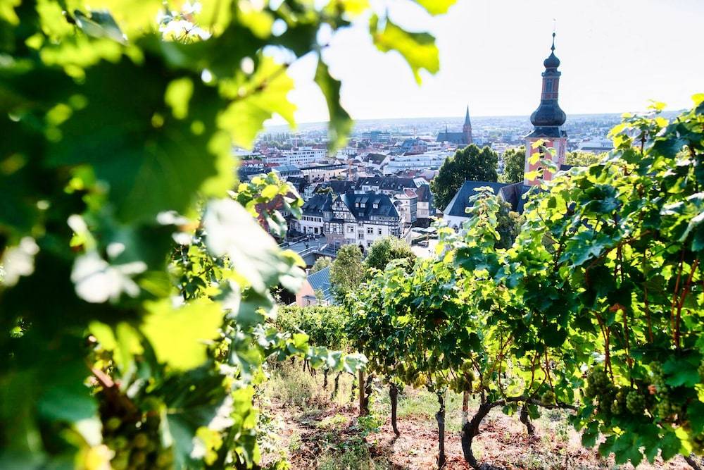 Vineyard