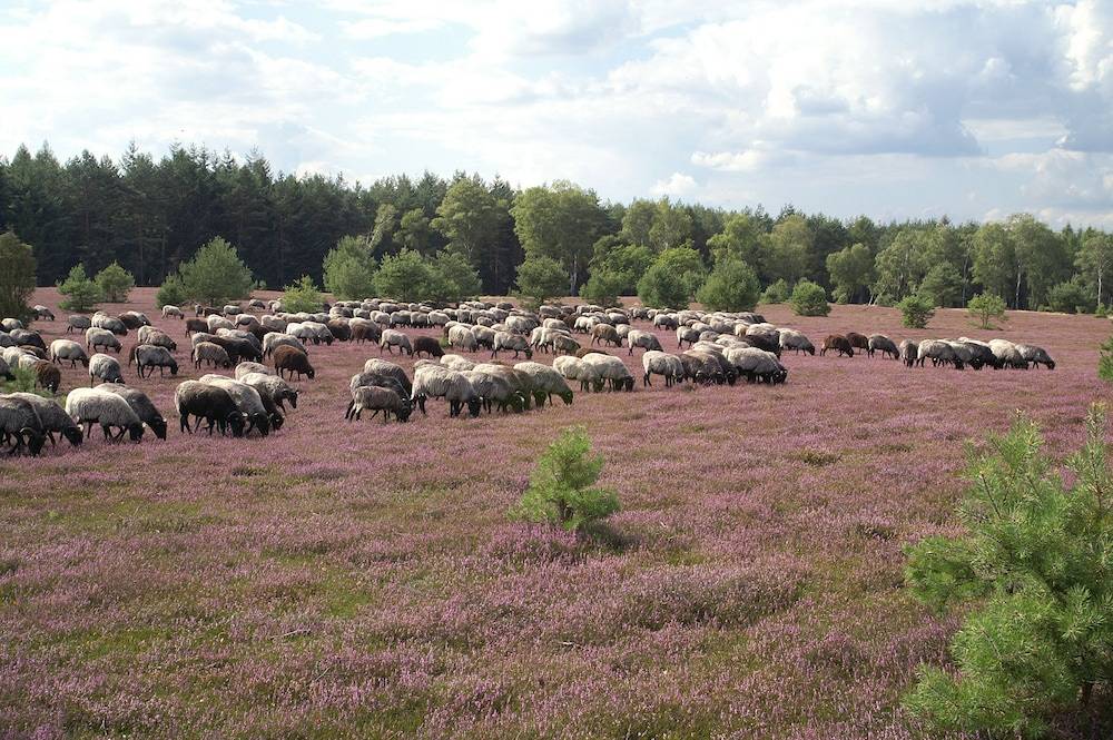 Game viewing