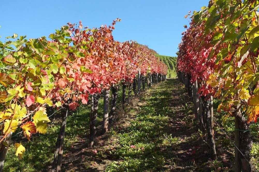 Vineyard