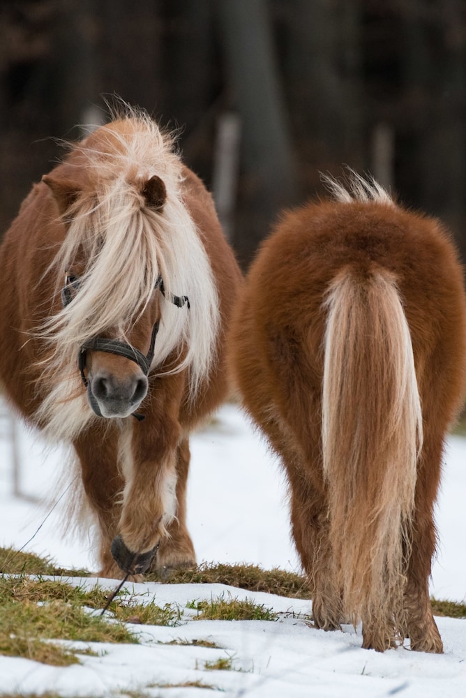 Horseback riding