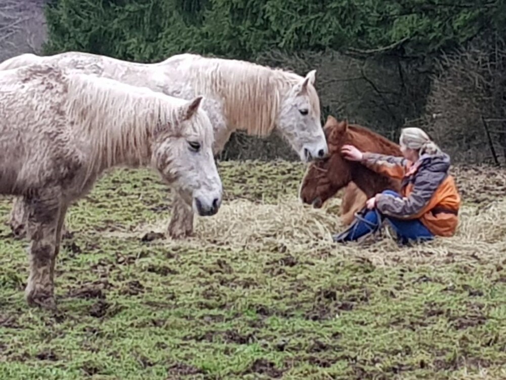 Horse Riding