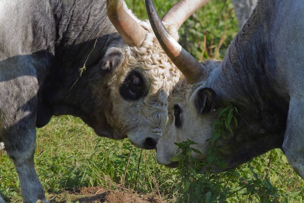 Game viewing