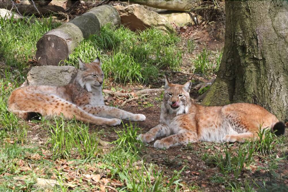 Game Viewing