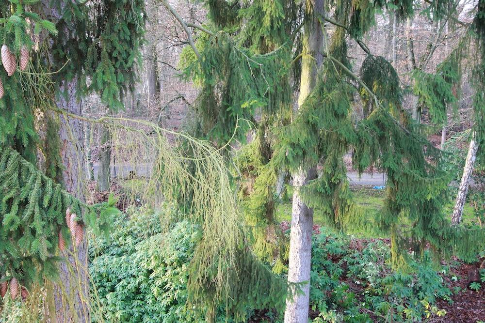 Garden view