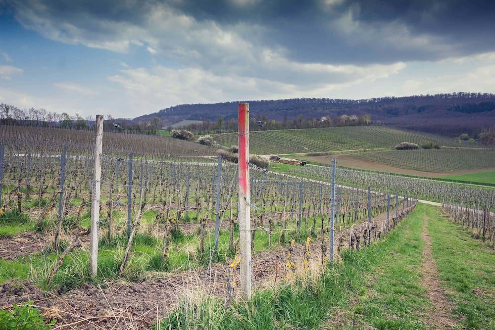Vineyard view
