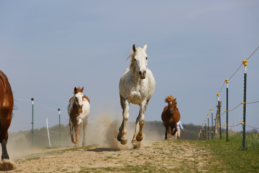 Horseback riding