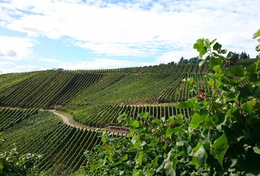 Vineyard