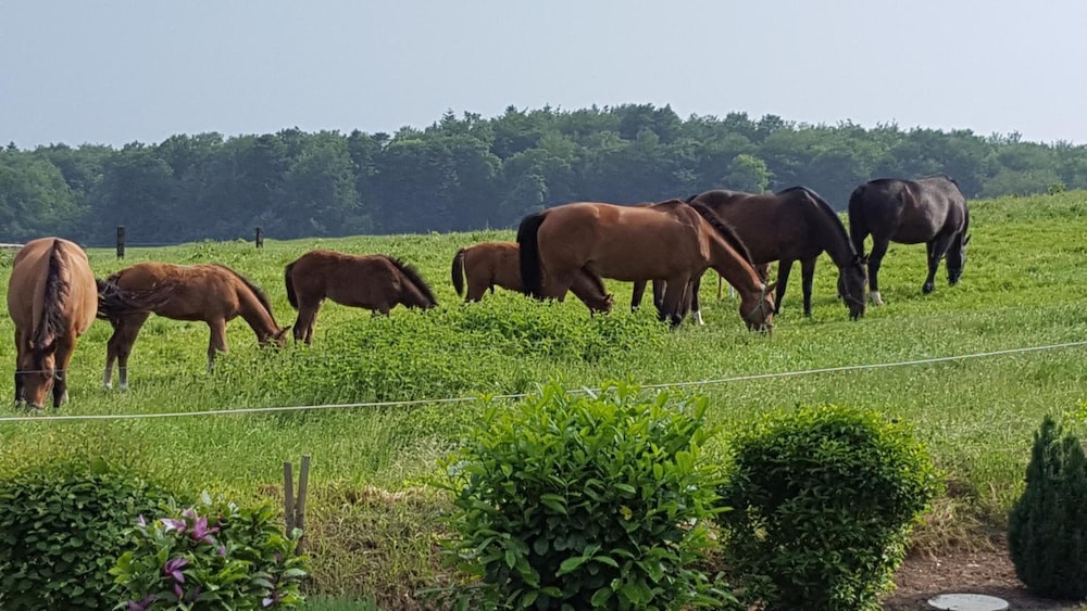 Horseback riding
