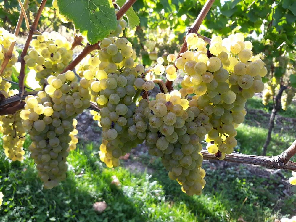 Winery