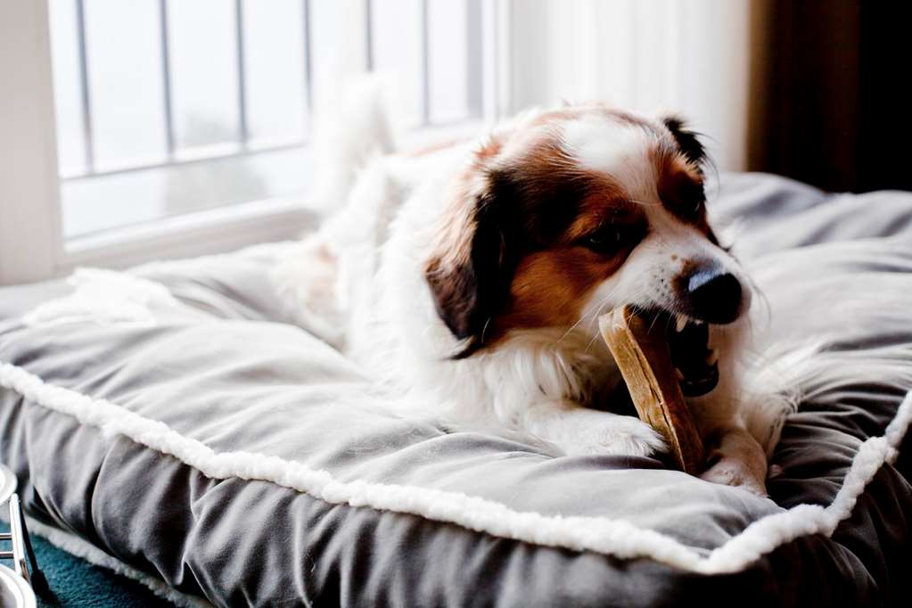 dog treatment including pillow bowl and a little snack
