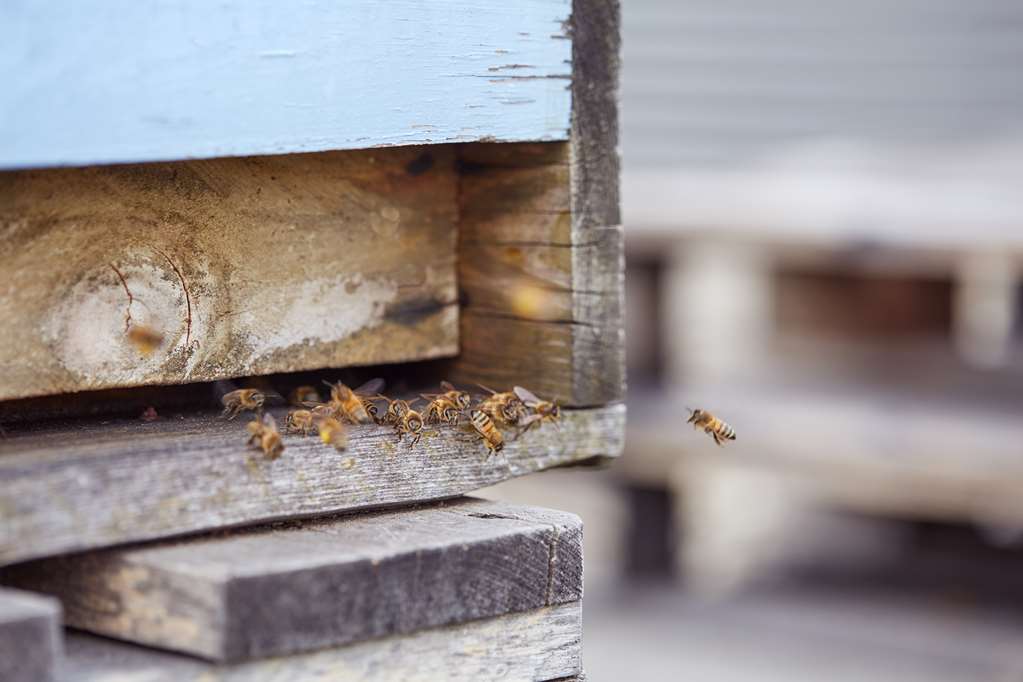 Scandic Berlin Potsdamer Platz exterior rooftop bees