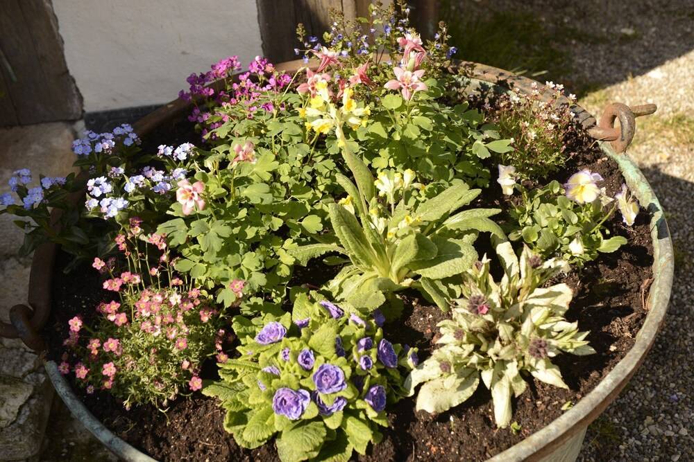 Garden