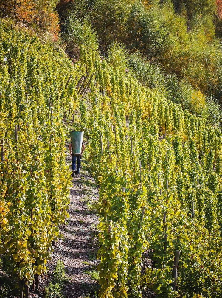 Vineyard