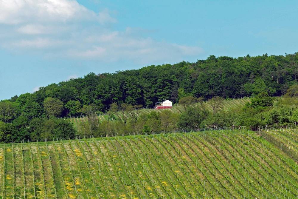 Vineyard view