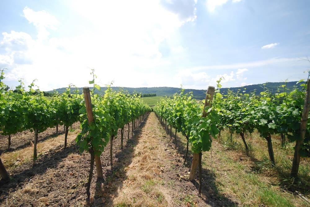 Vineyard view