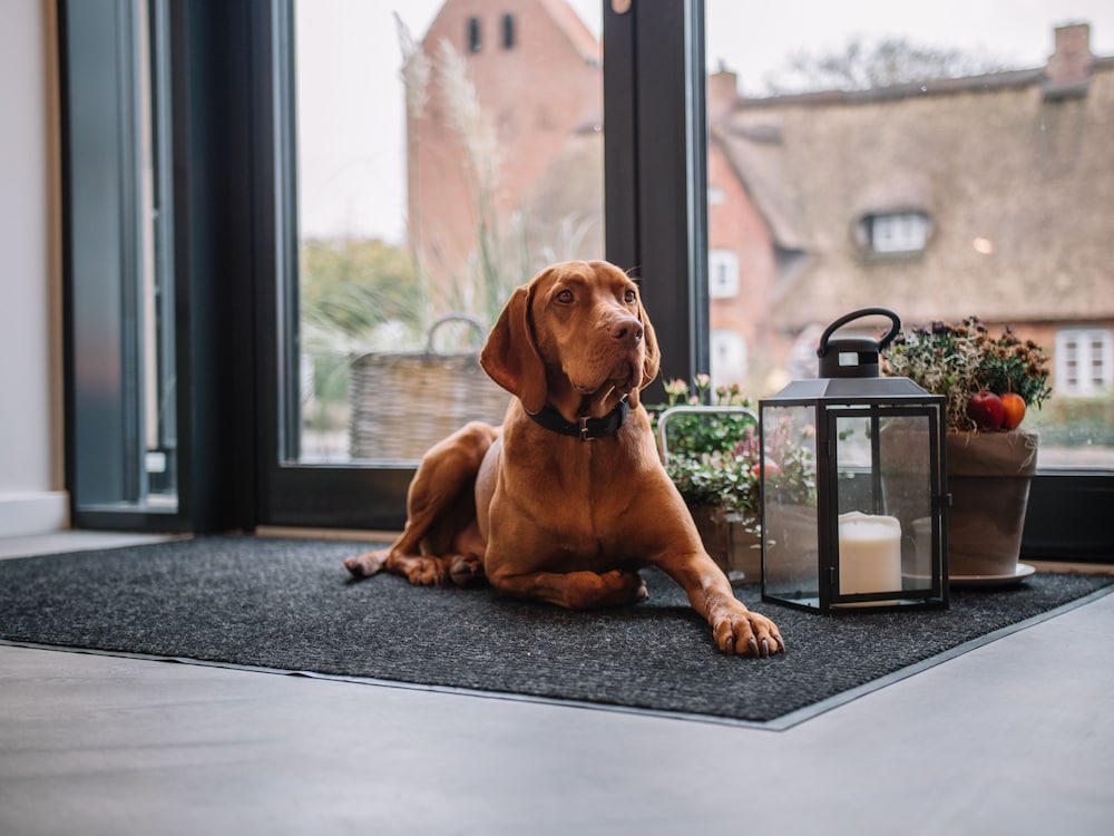 Pet-friendly