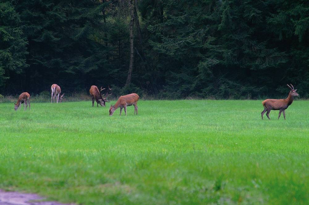 Game viewing