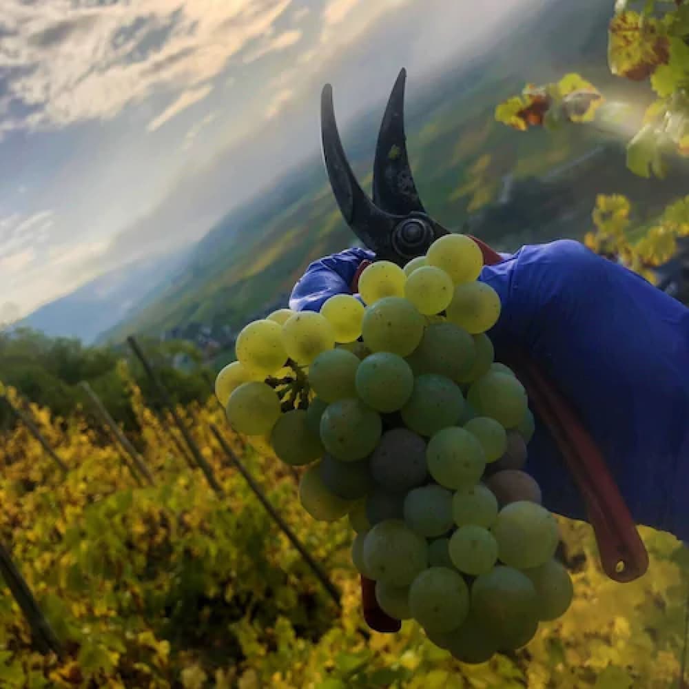 Vineyard