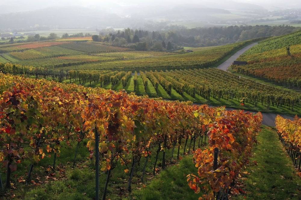 Vineyard