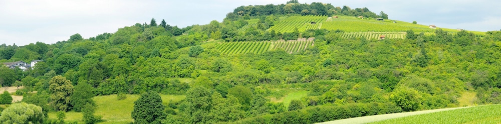 Vineyard