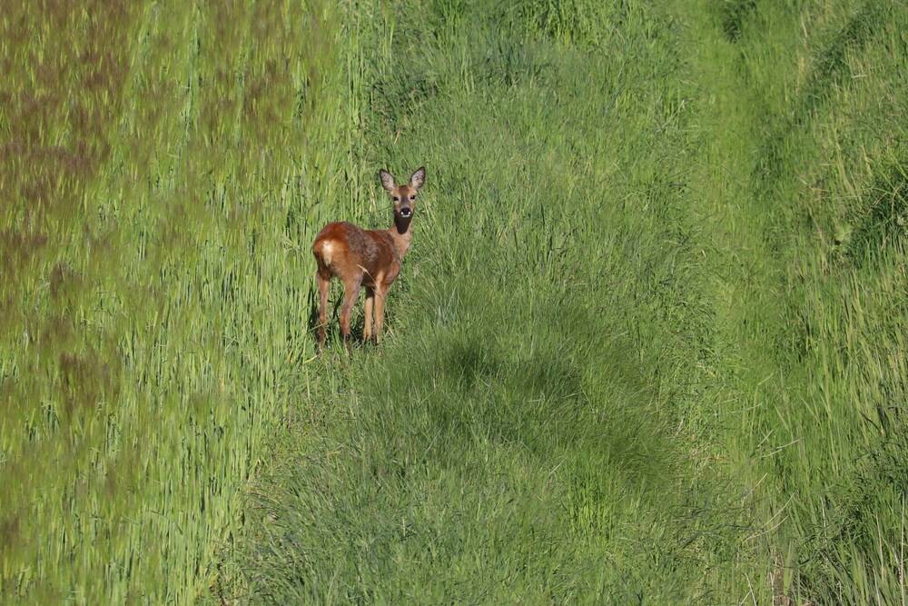 Game Viewing