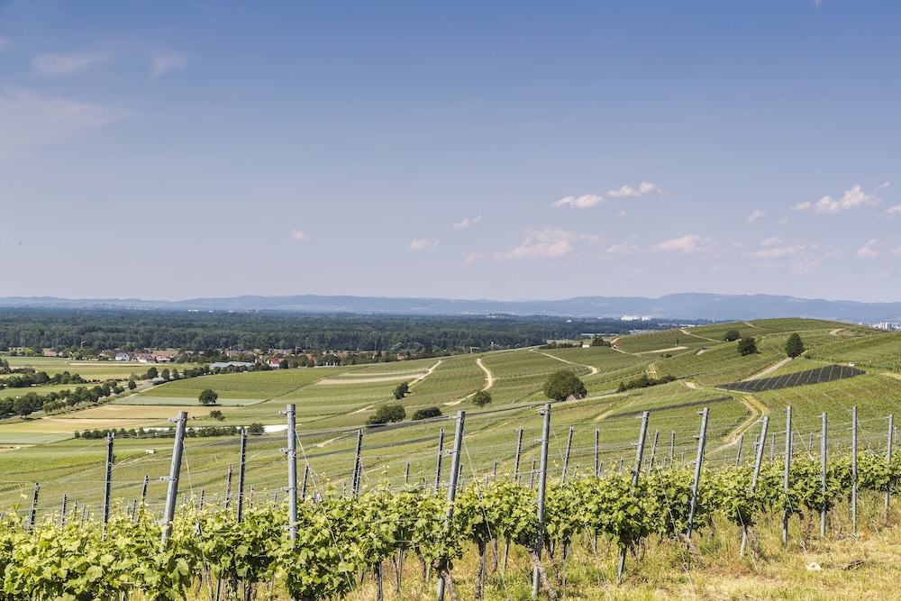 Vineyard