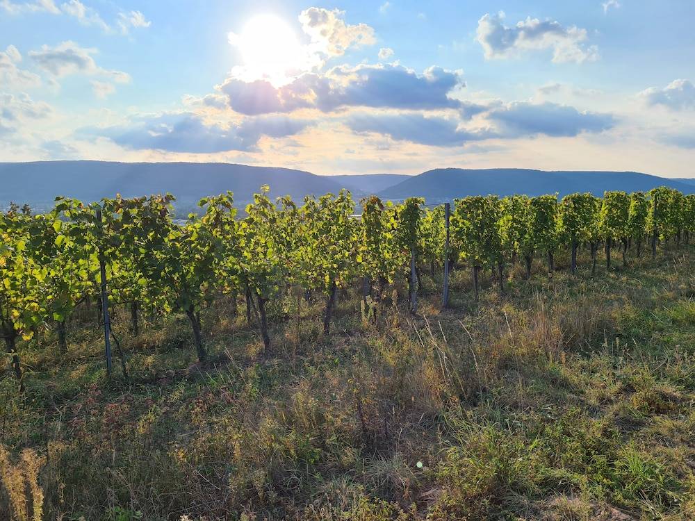 Vineyard