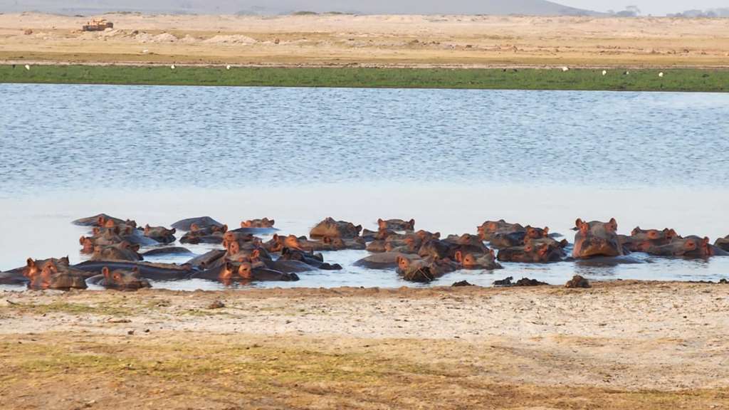 Wildlife Hippos