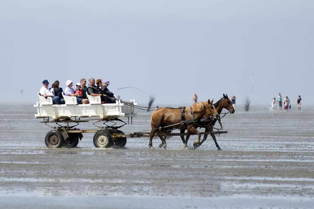 Horse Riding