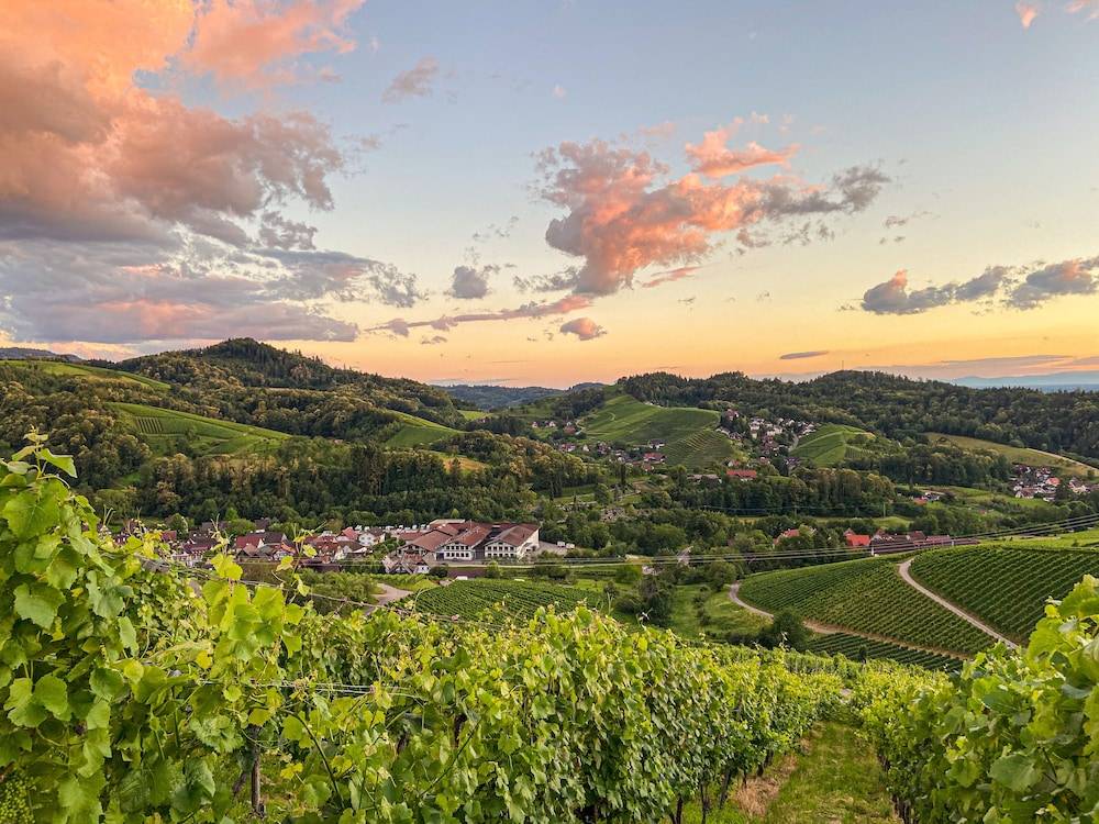 Vineyard