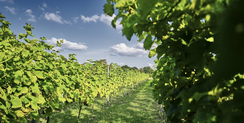 Winery