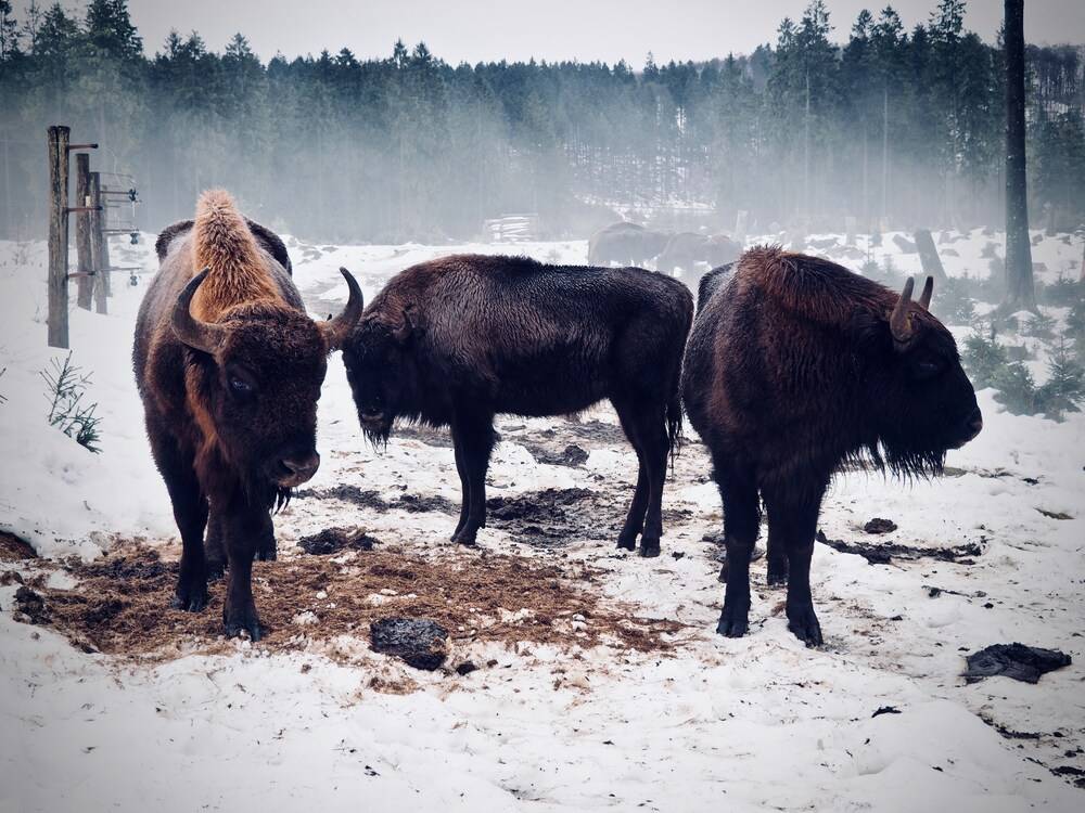 Game Viewing