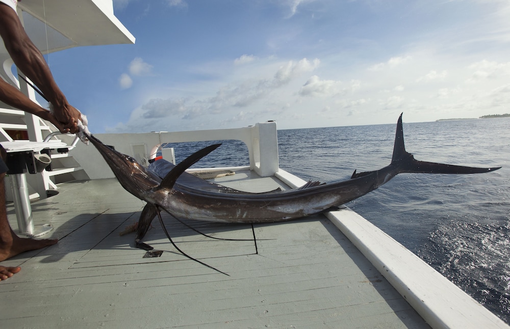 Fishing