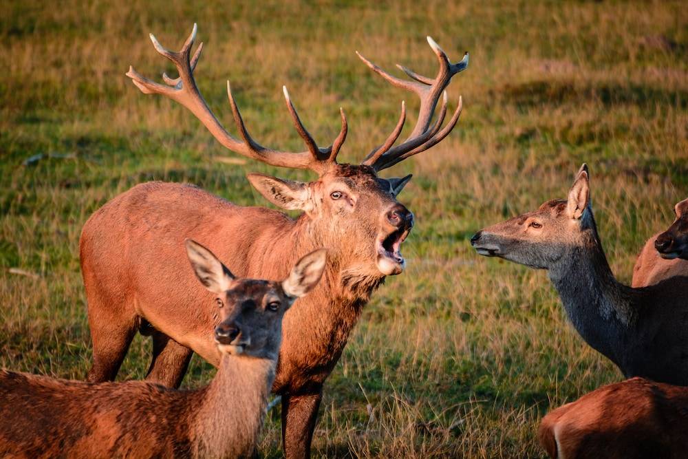 Game viewing