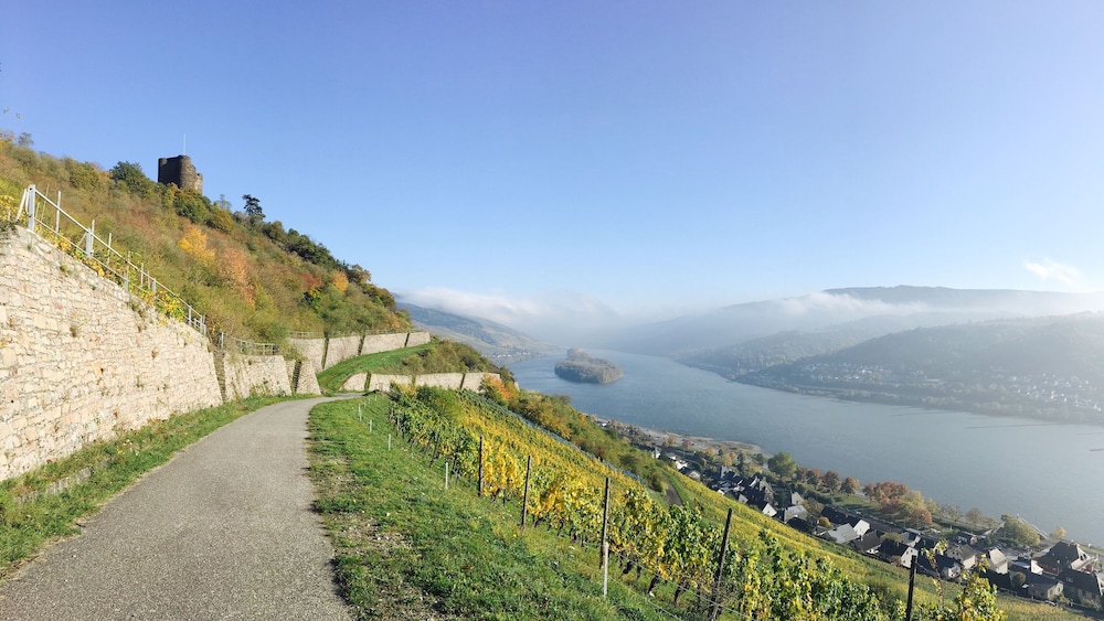 Vineyard