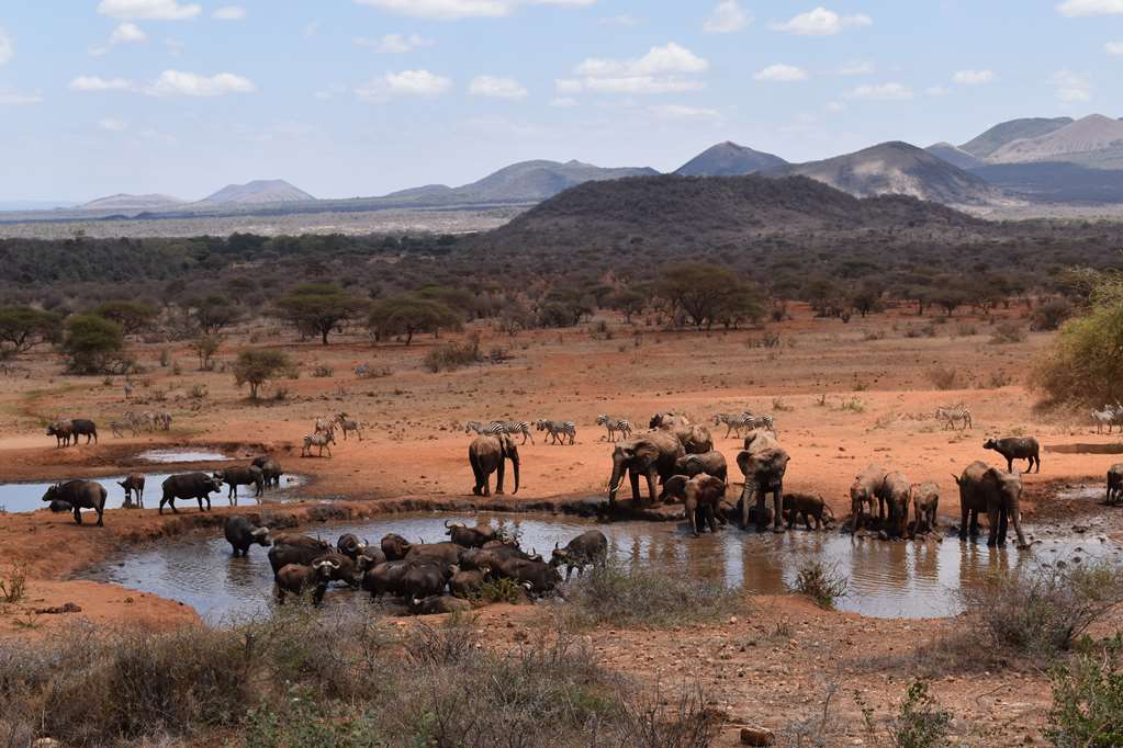 Active Waterhole