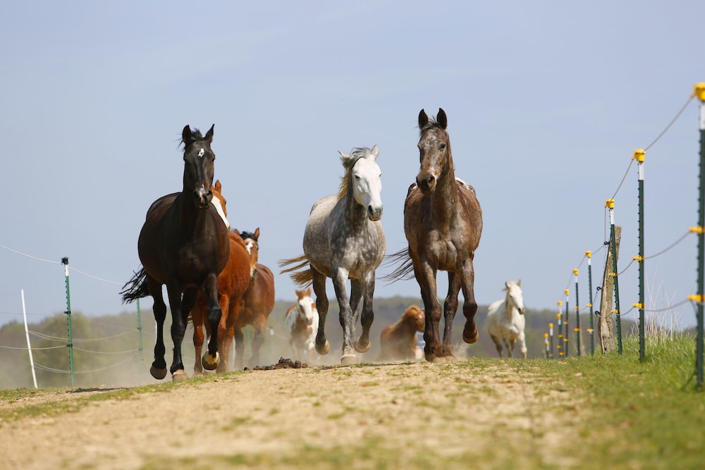 Horseback riding