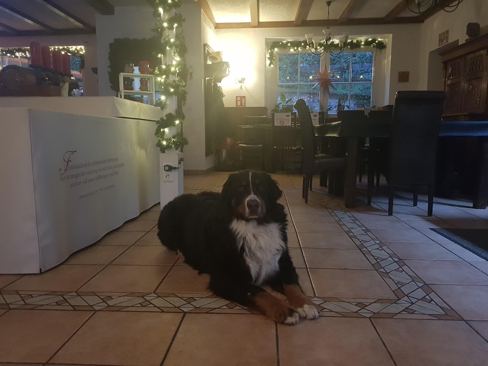 Pet-friendly