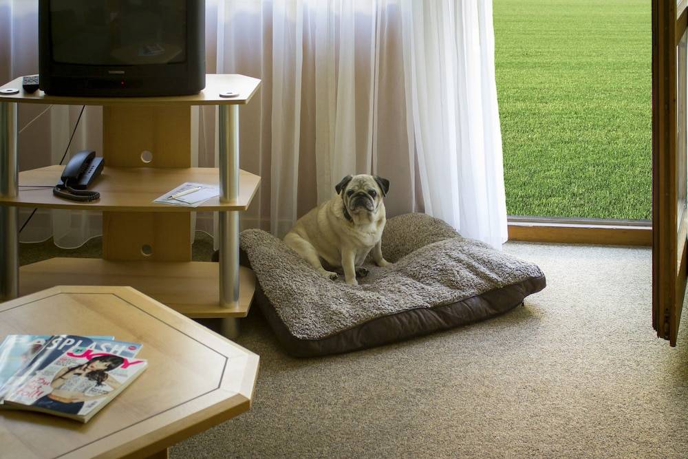 Pet-friendly