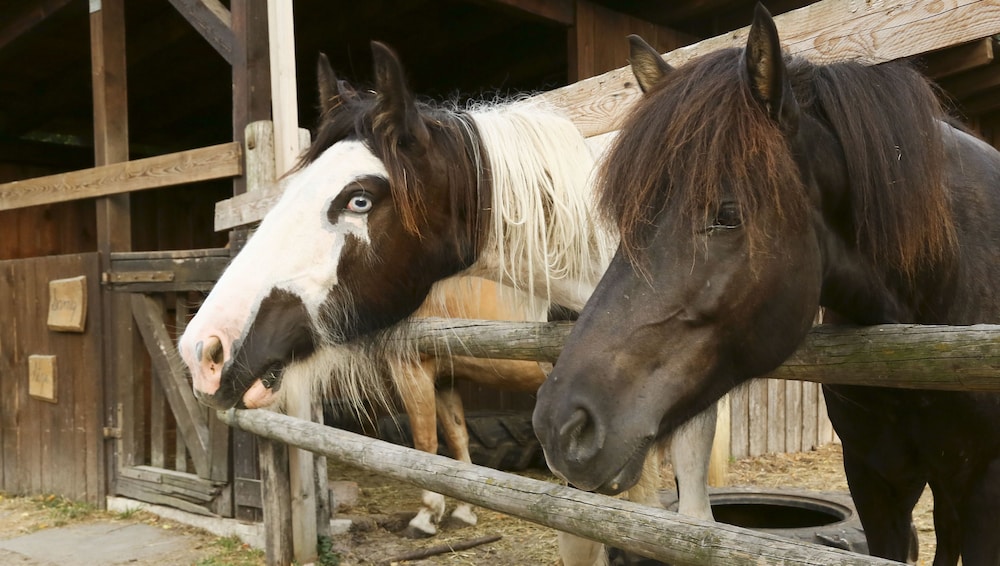 Horseback riding