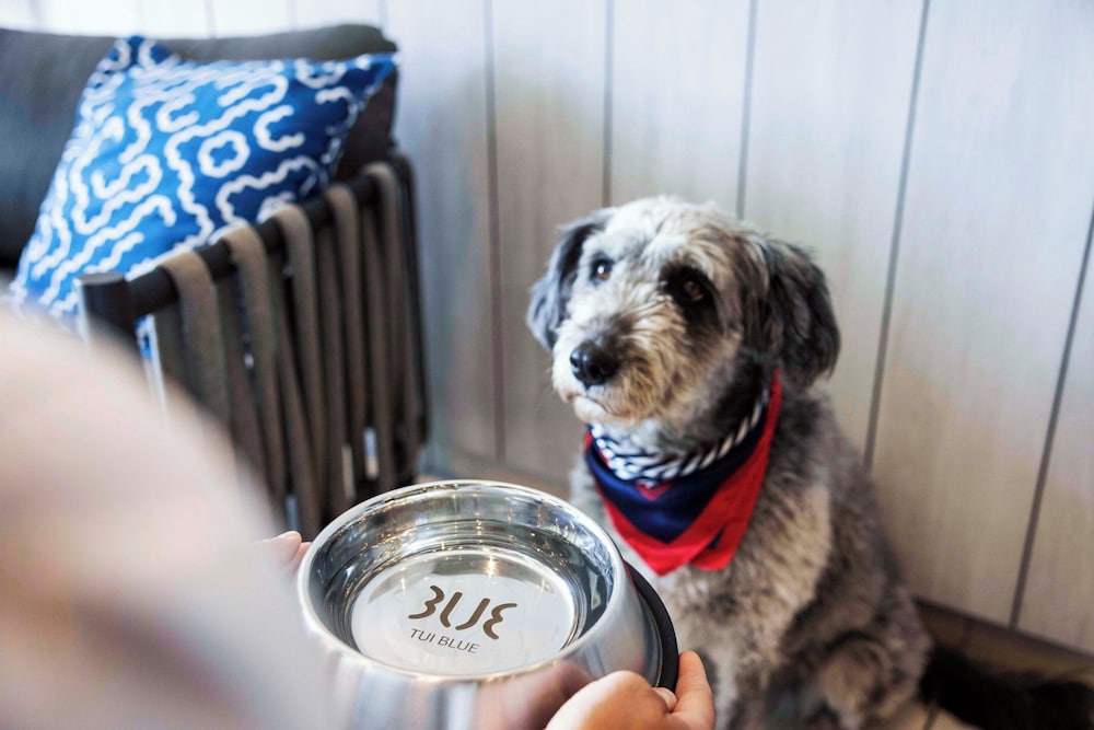 Pet-friendly