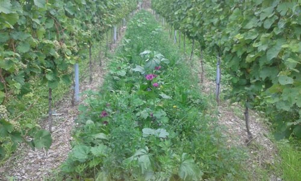 Winery