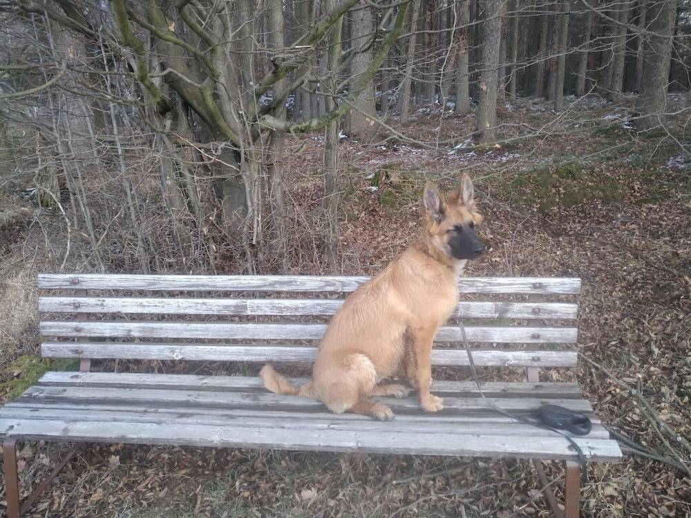 Pet-friendly