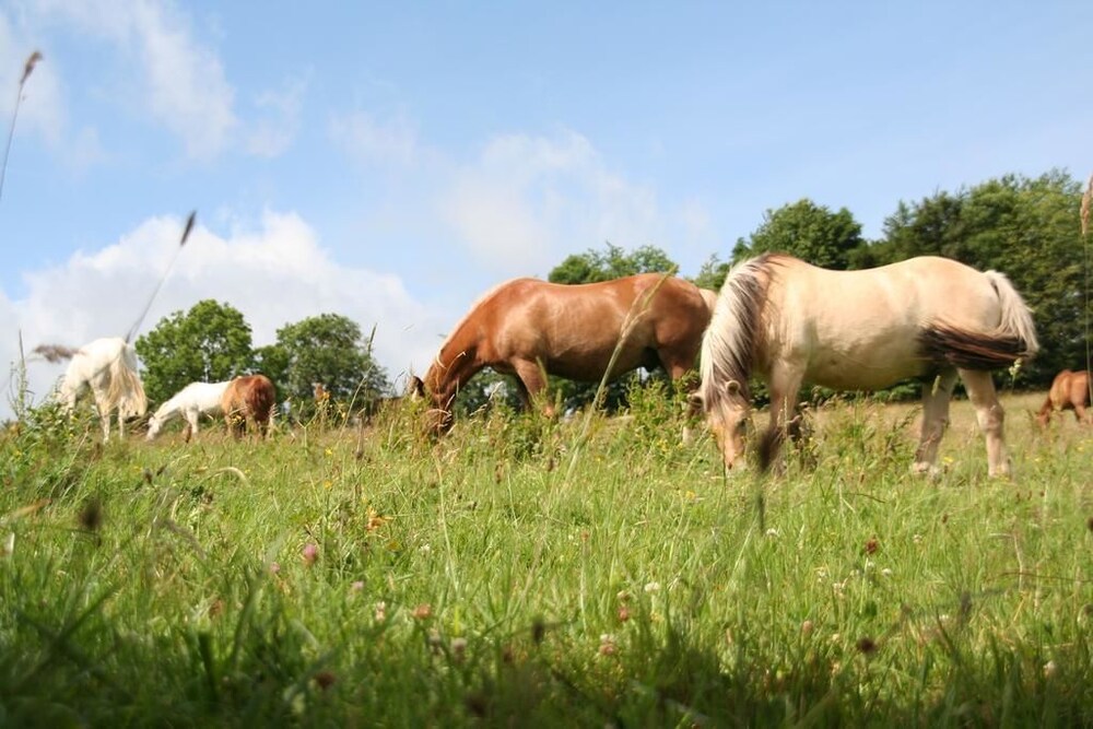 Horse Riding