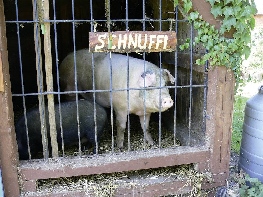 Pet-friendly