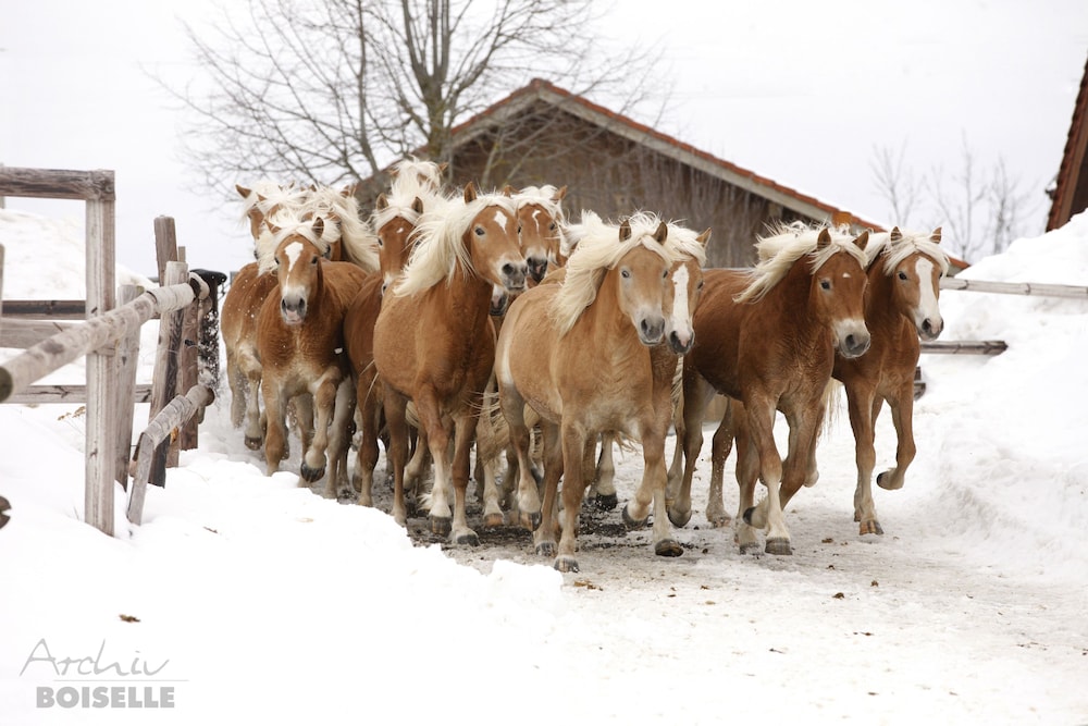Horseback riding
