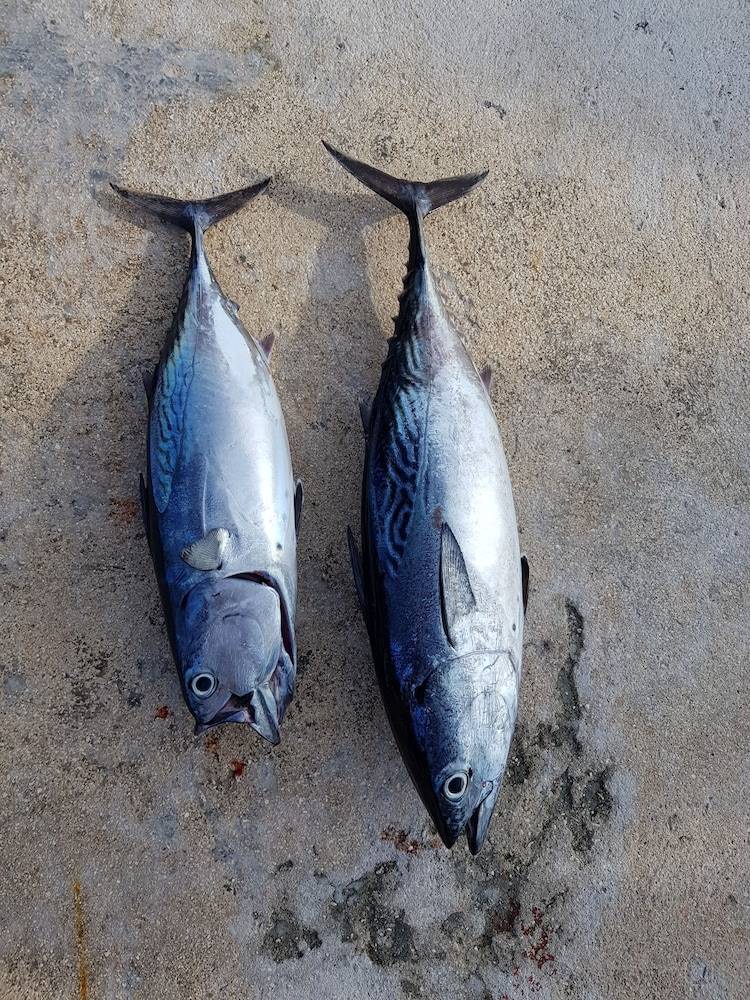 Fishing