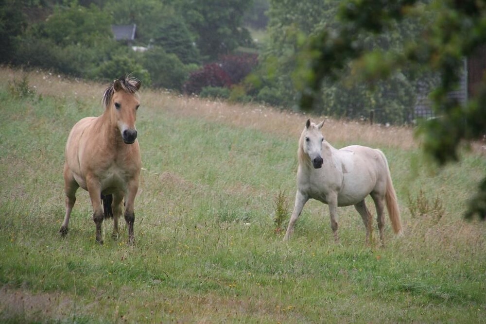 Horse Riding