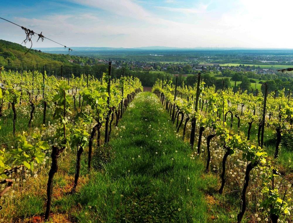 Vineyard